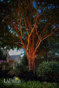 LaField-Landscape-Lighting-and-Uplighting